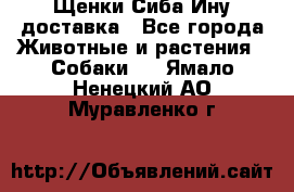 Щенки Сиба Ину доставка - Все города Животные и растения » Собаки   . Ямало-Ненецкий АО,Муравленко г.